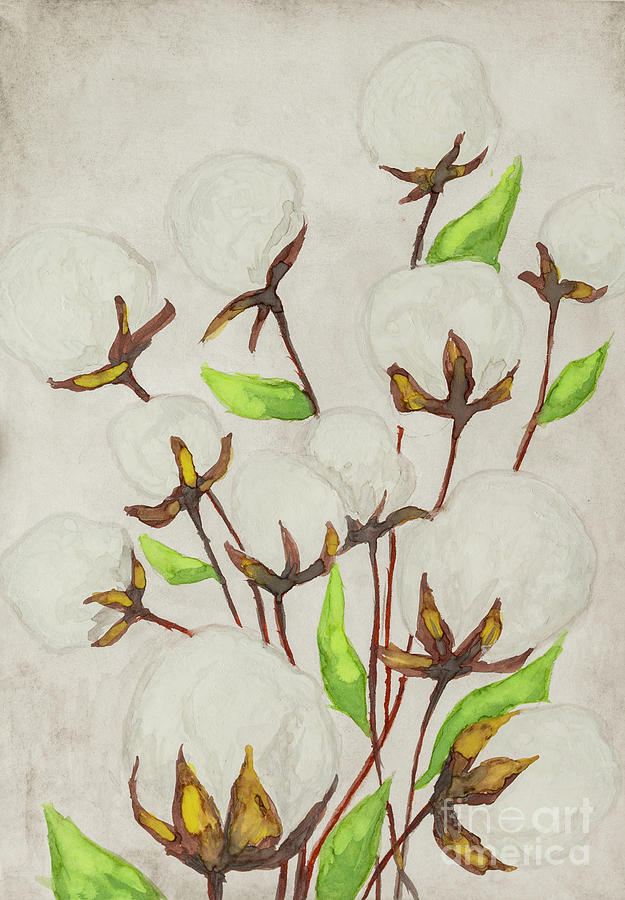 Cotton Plants Drawing by Munir Akkaya Fine Art America