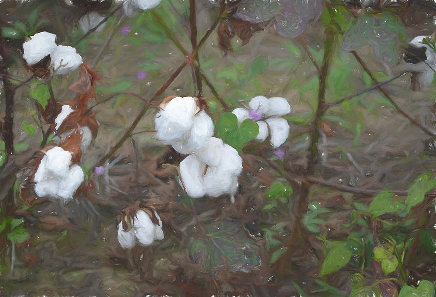 Cotton Plants Painterly Photograph by Aimee L Maher ALM GALLERY