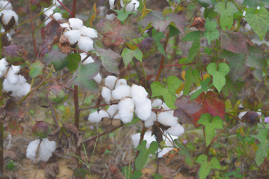 Cotton Plants Soft and Dreamy Photograph by Aimee L Maher ALM GALLERY
