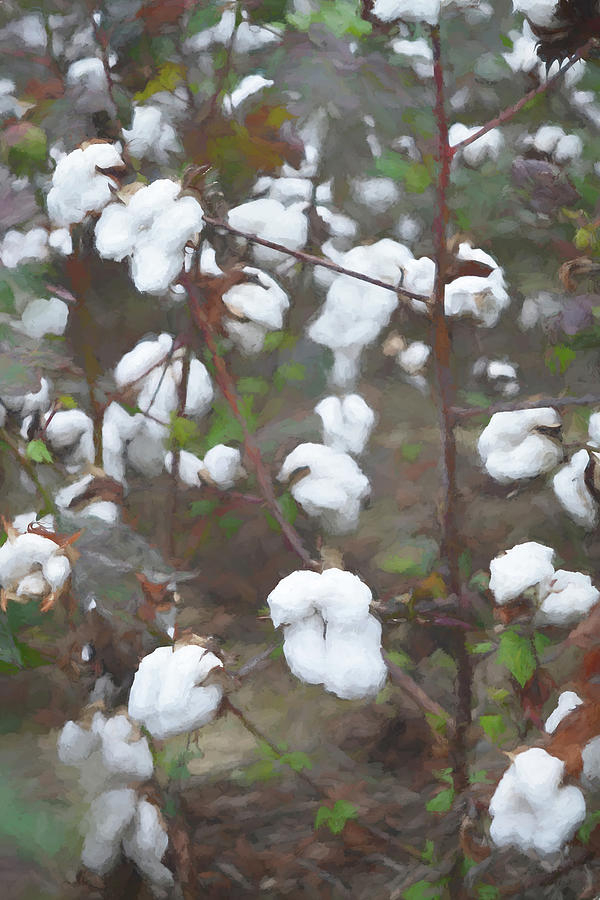 Cotton Plants Vertical Painterly Photograph by Aimee L Maher ALM GALLERY