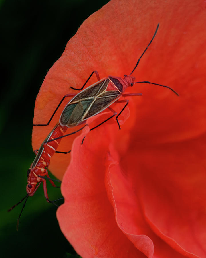 Cotton Stainer Bugs - Dysdercus suturellus -   and Hibiscus Photograph by Mitch Spence