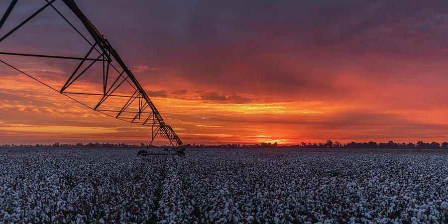 Cotton Sunrise Photograph by Clay Guthrie
