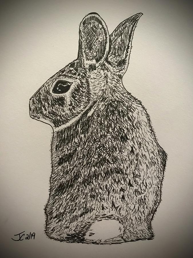 Cotton Tail Rabbit Drawing by Jerrod Cook - Fine Art America