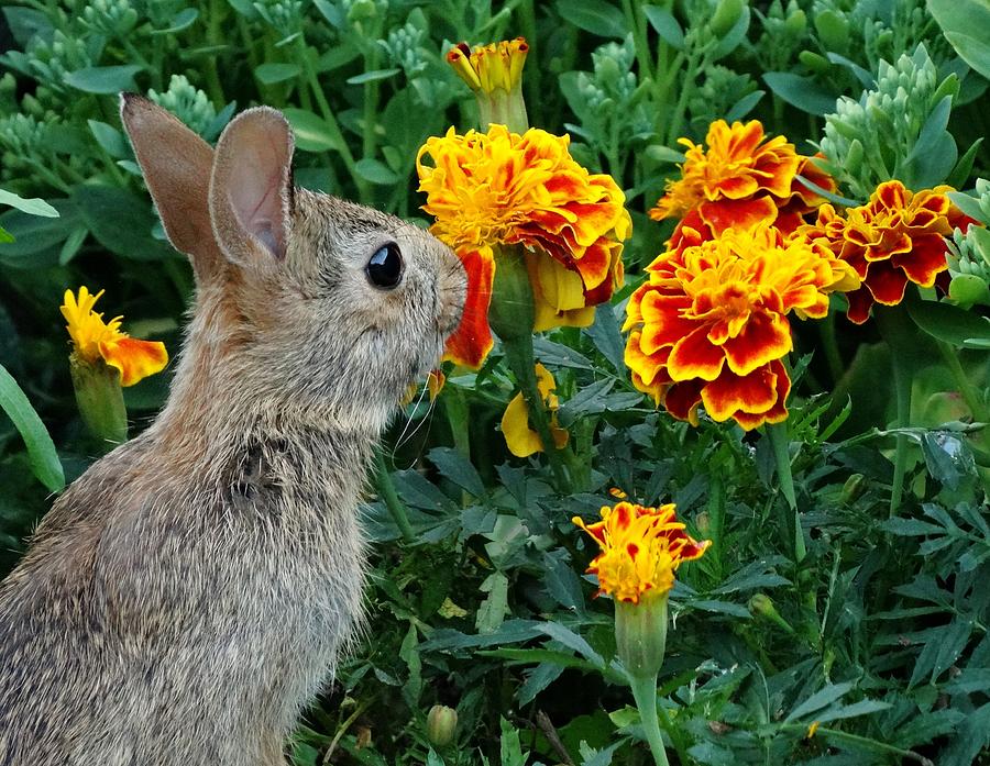 Cotton Tail Rabbit Likes Marigolds Photograph by Susan Sam