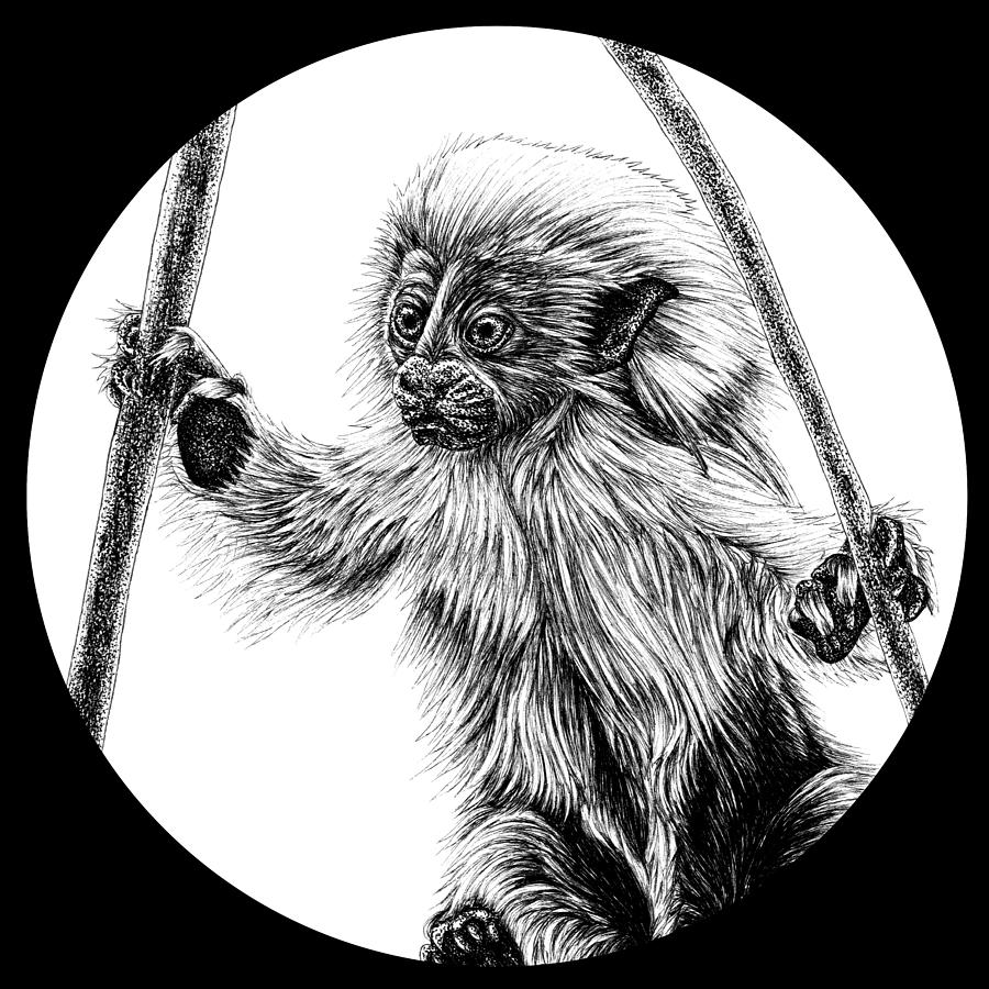 Monkey Drawing - Cotton-top tamarin baby by Loren Dowding