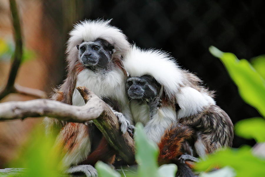 Cotton-top Tamarins On A Cold Morning Photograph by Daniel Caracappa