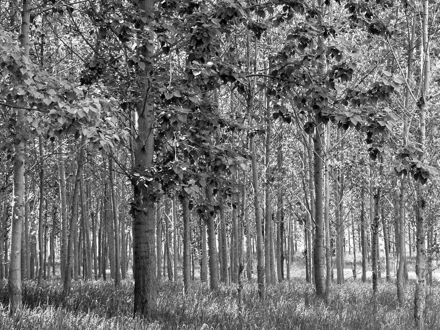 Cotton Tree Woodland Photograph by Will Borden