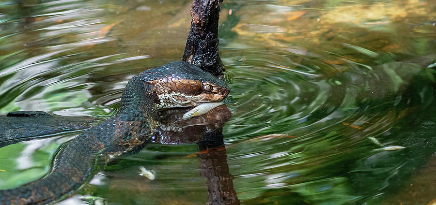 Cottonmouth catching a fish Photograph by Tony Fruciano - Pixels