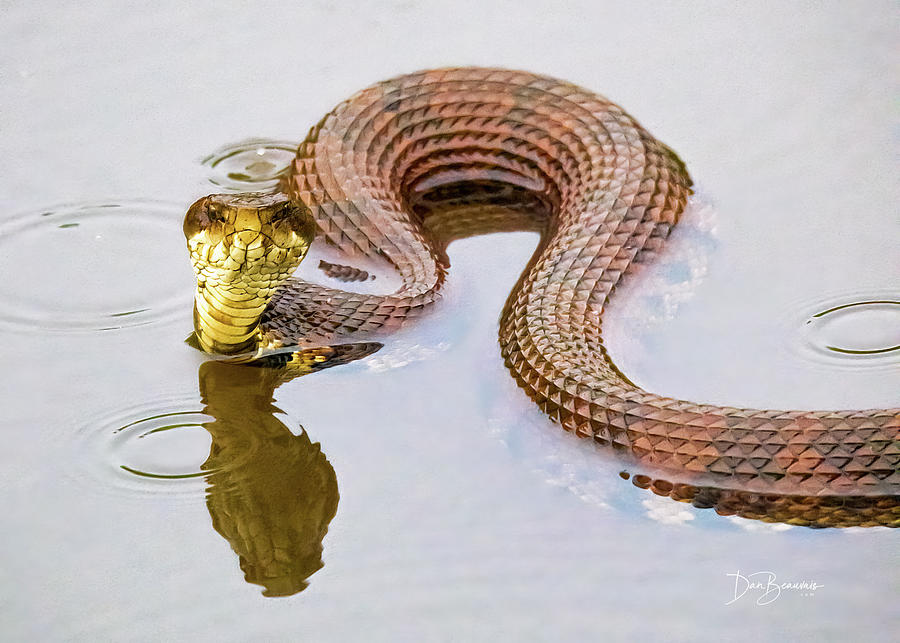 Cottonmouth in the Rain #4480 Photograph by Dan Beauvais