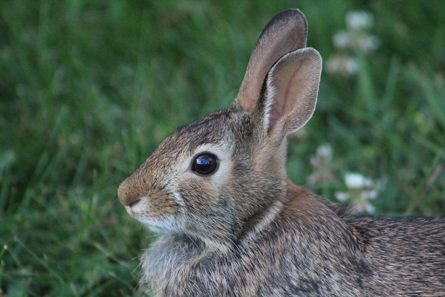 Cottontail Rabbit Photograph - Cottontail by Callen Harty Cottontail Rabbit Photograph - Cottontail by Callen Harty
