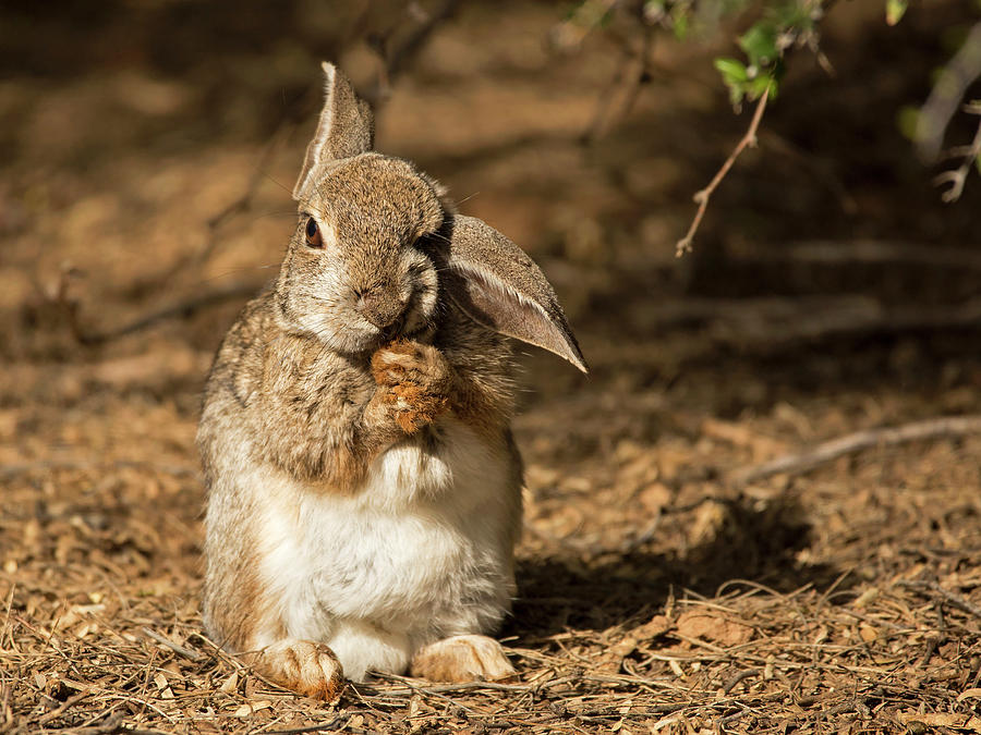 Cottontail Cutie Photograph by Sue Cullumber