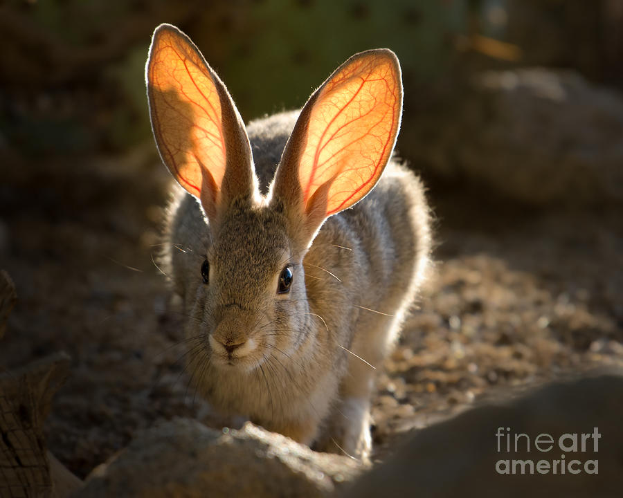 Cottontail Ears Photograph by Lisa Manifold