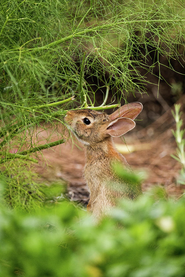 Cottontail in the Garden Photograph by Rachel Morrison