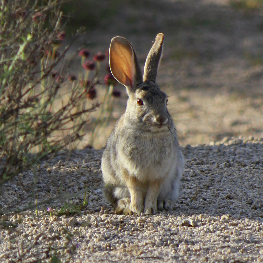 Cottontail Photograph by Perry Hoffman