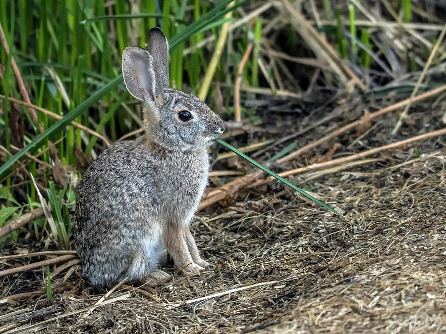 Cottontail Rabbit 1058-020921-2 Photograph by Tam Ryan