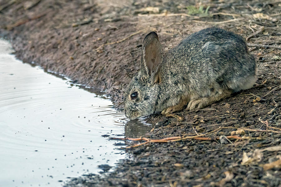 Cottontail Rabbit 4741-022421-2 Photograph by Tam Ryan