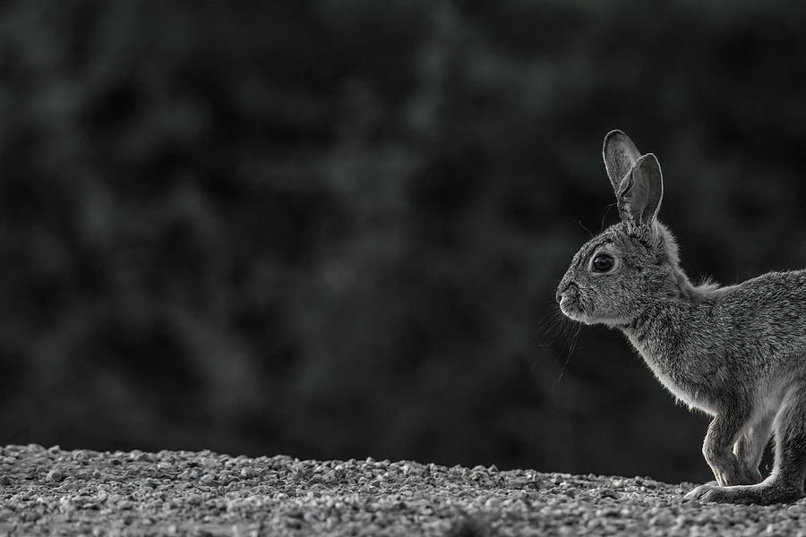 Cottontail Rabbit 7906-041923 Photograph by Tam Ryan