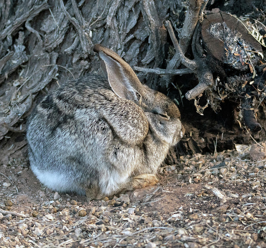 Cottontail Rabbit 9358-020620-2 Photograph by Tam Ryan