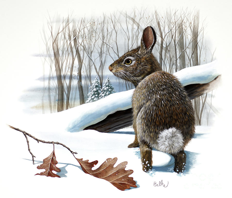 Cottontail Rabbit and Oak Painting by Don Balke