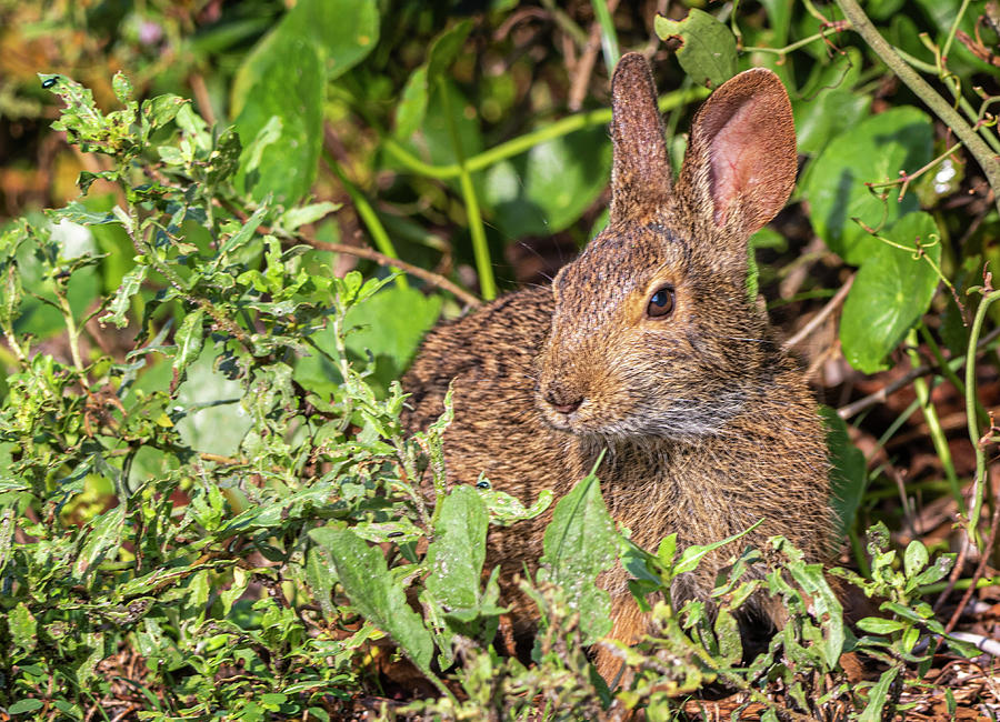 Cottontail Rabbit at Fort Macon State Park Photograph by Bob Decker