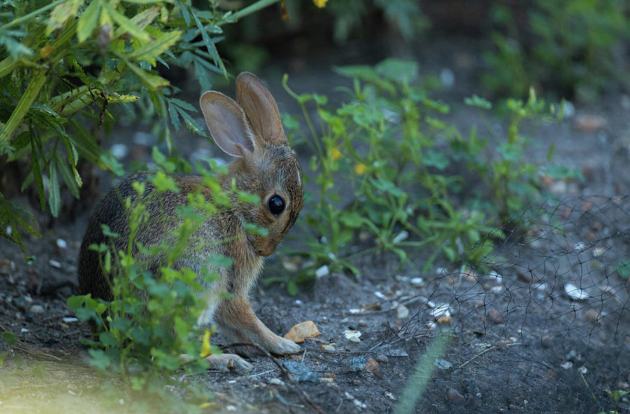 Cottontail Rabbit Grooming in a Garden Photograph by Rachel Morrison
