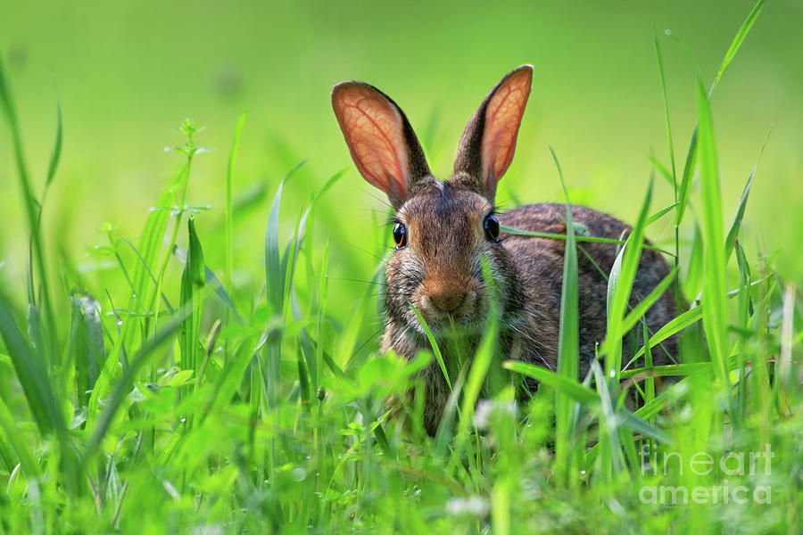 Cottontail rabbit in the grass Photograph by Rehna George