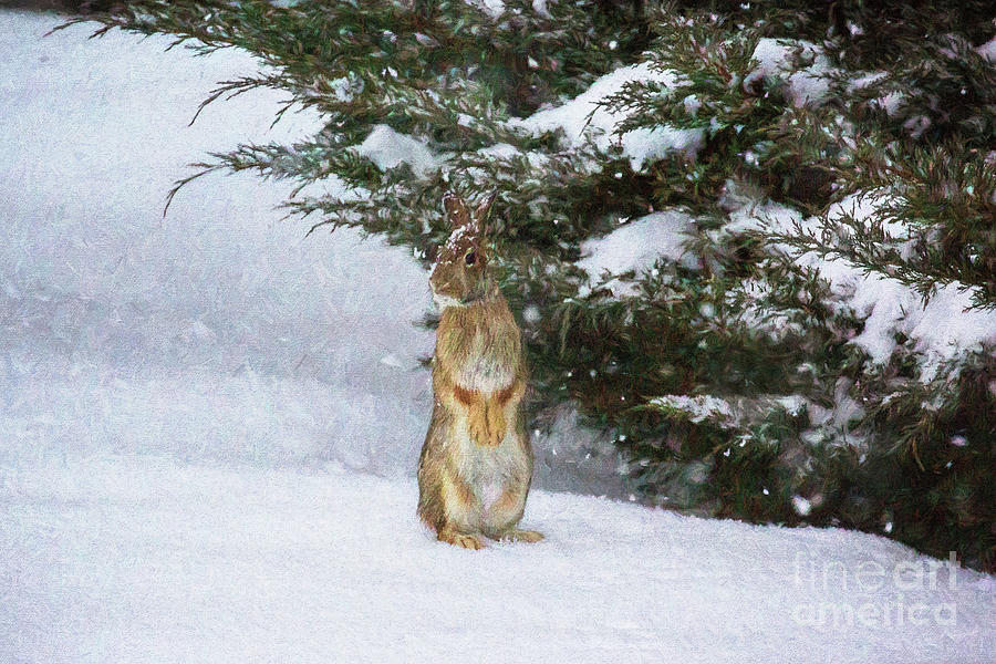 Rabbit Photograph - Cottontail Rabbit In The Snow by Sharon McConnell