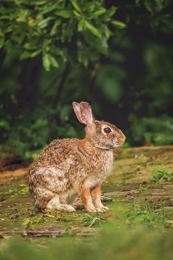 Cottontail Rabbit on a Mossy Path Photograph by Rachel Morrison