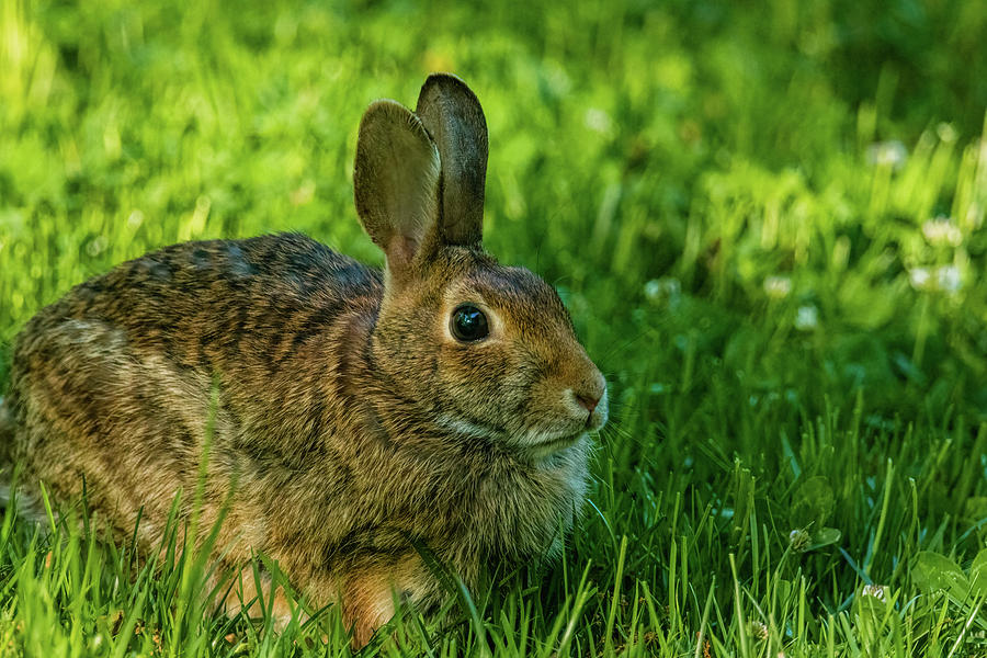 Cottontail Rabbit on the Lawn Photograph by Rachel Morrison