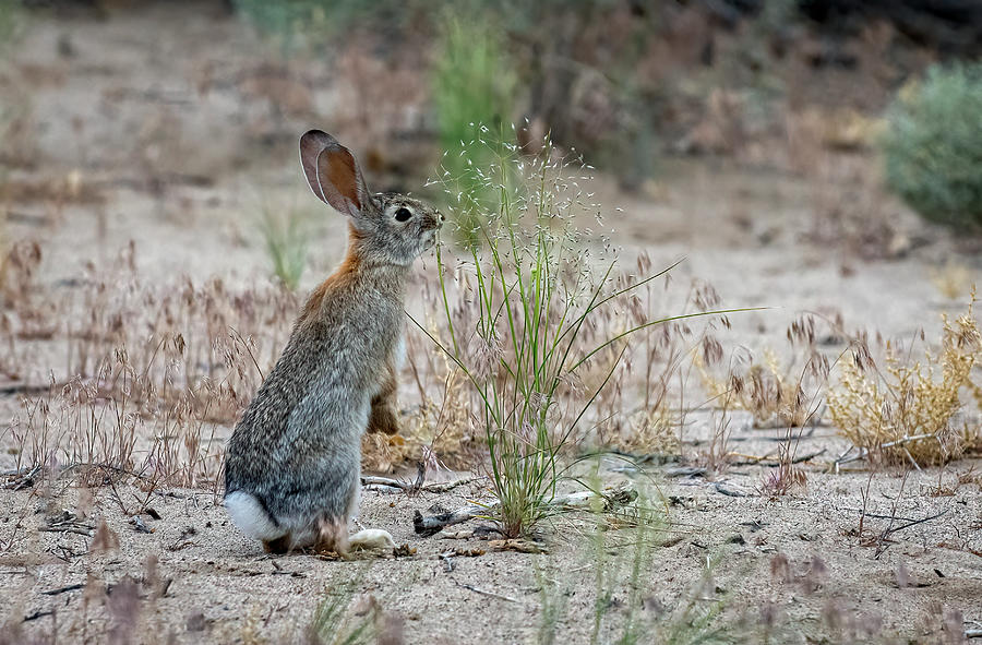 Cottontail Rabbit  Photograph by Rick Mosher