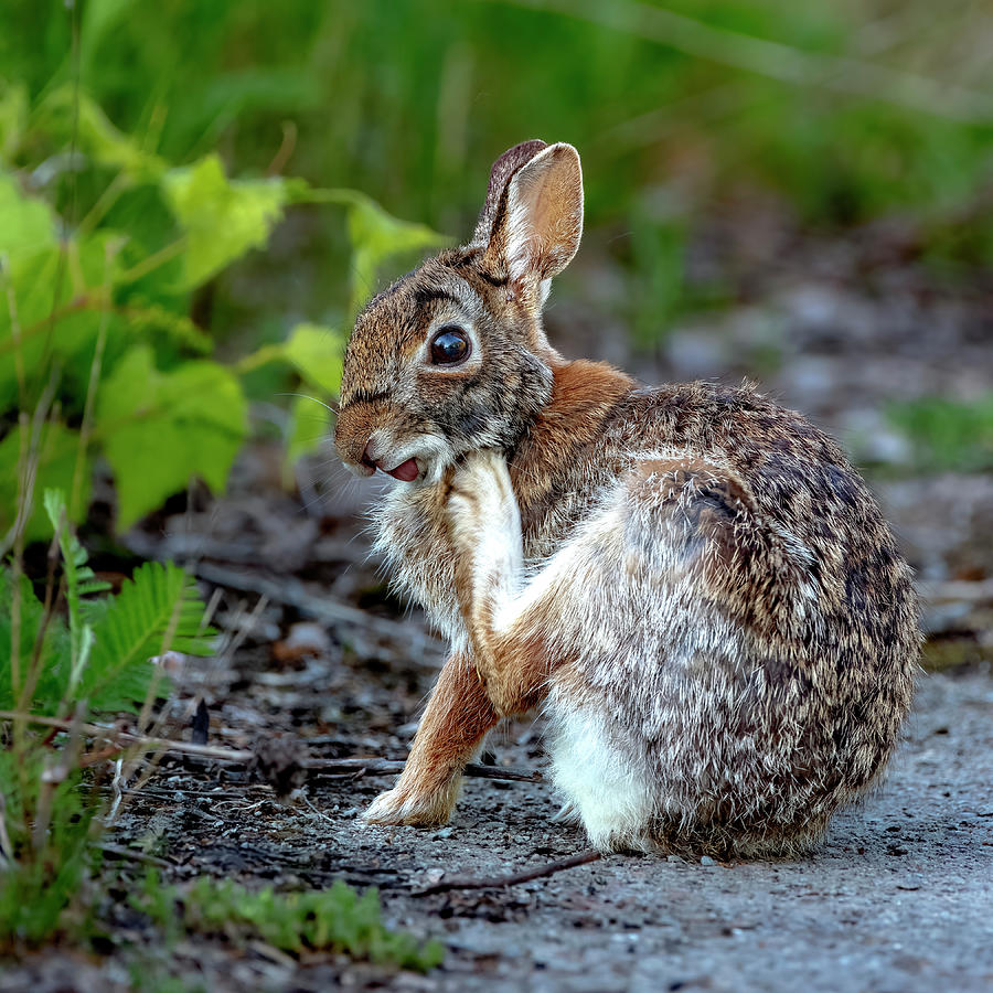 Cottontail Rabbit Scratching Photograph by Rick Shea