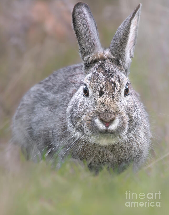 Rabbit Photograph - Cottontailtastic by Jami Bollschweiler