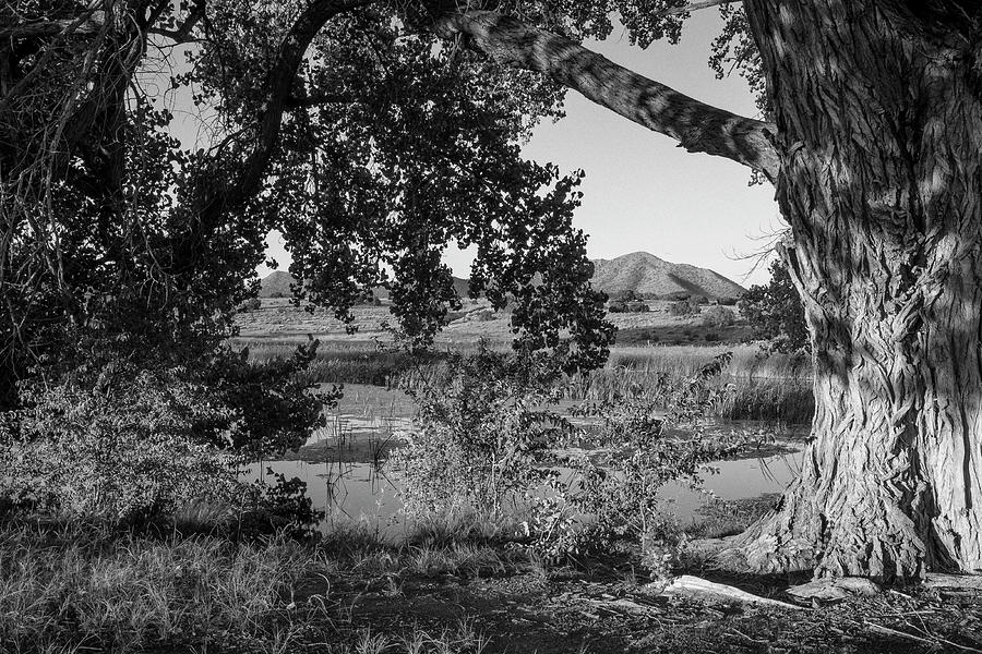 Cottonwood and Pond in New Mexico Desert in B W Photograph by Mary Lee Dereske