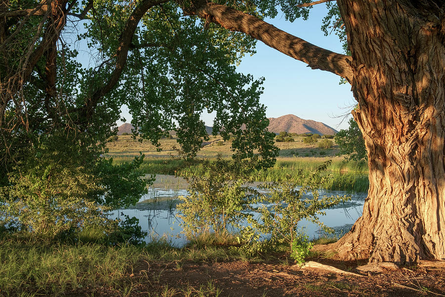 Cottonwood and Pond in New Mexico Desert in Color Photograph by Mary Lee Dereske