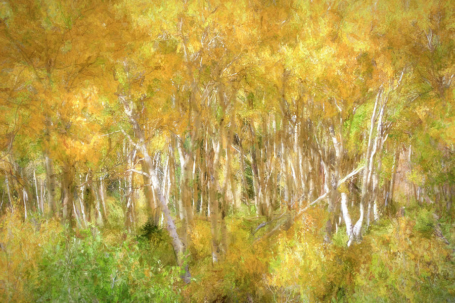 Cottonwood Canyon Aspens Photograph by Donna Kennedy