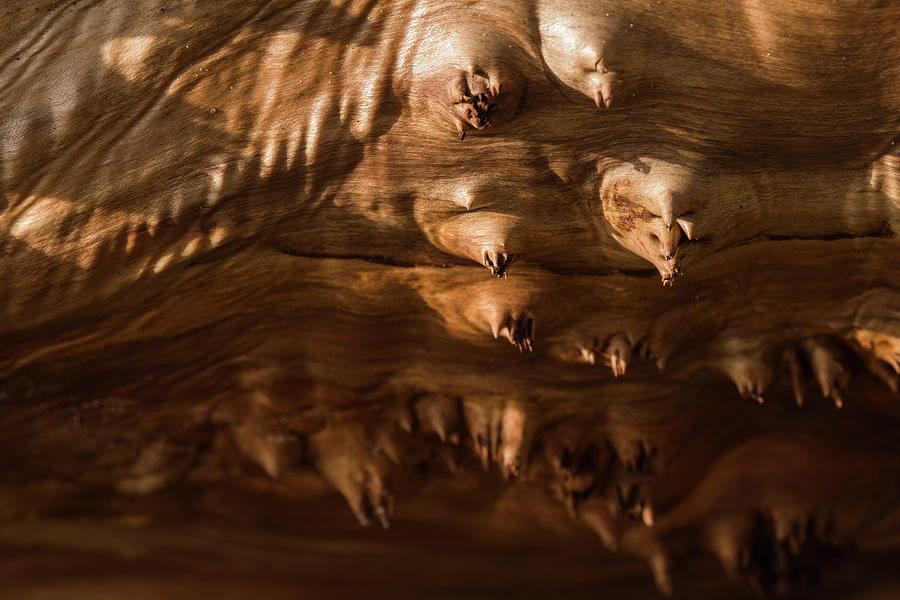 Cottonwood Driftwood Photograph by Robert Potts