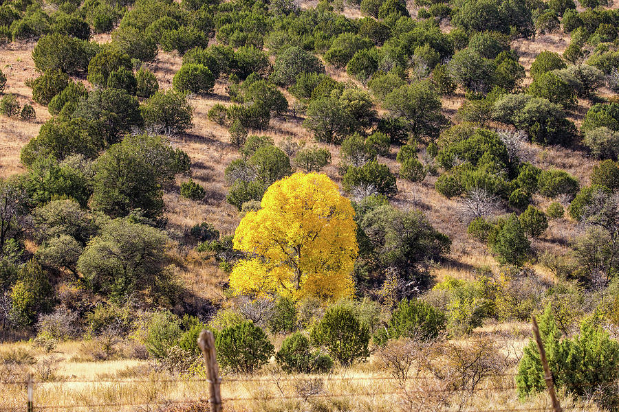 Cottonwood Fall Foliage 001840 Photograph by Renny Spencer