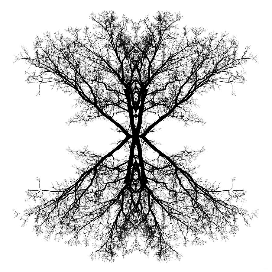 Black And White Photograph - Cottonwood Fractal - leafless cottonwood silhouette mirrored twice by Peter Herman