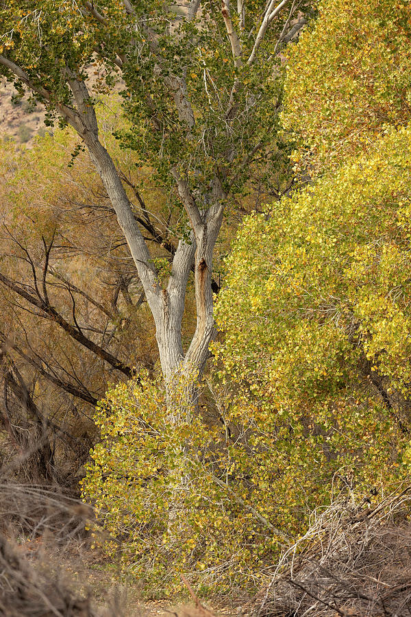 Cottonwood in Autumn Photograph by Sue Cullumber