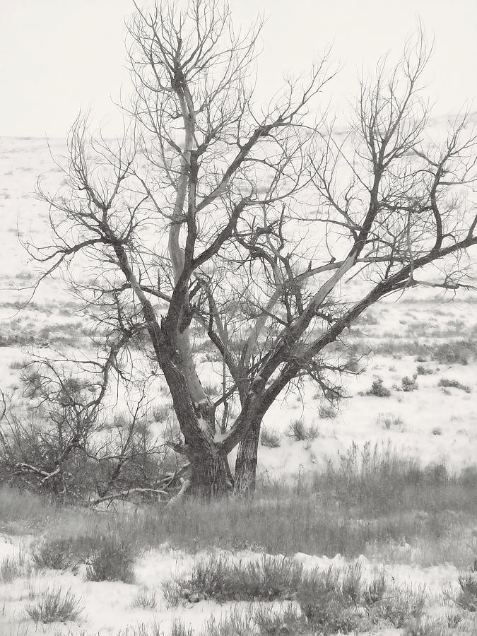 Cottonwood in Winter Photograph by Cathy Anderson
