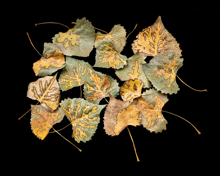 Cottonwood Leaf Abstract Photograph by Nikolyn McDonald