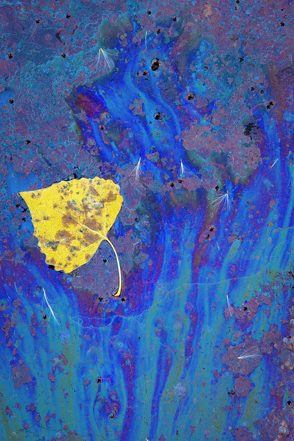 Cottonwood Leaf And Oils Photograph