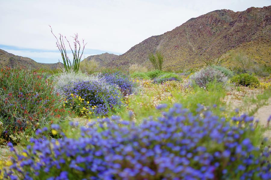 Cottonwood Mountains Wildflowers Photograph by Kyle Hanson