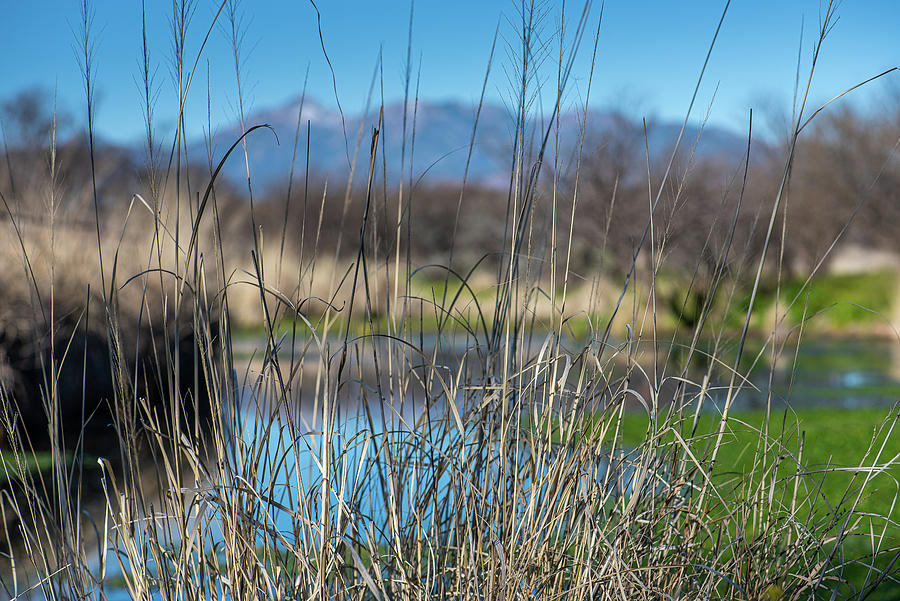 Cottonwood Pond through the Grasses Photograph by Lynn Thomas Amber