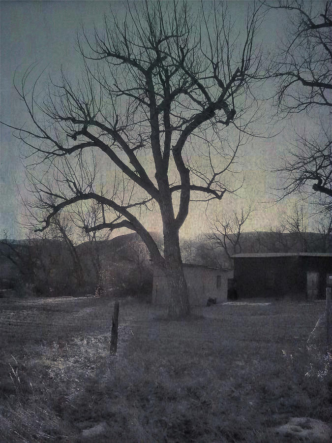 Cottonwood Ranch Tree Photograph by Cathy Anderson