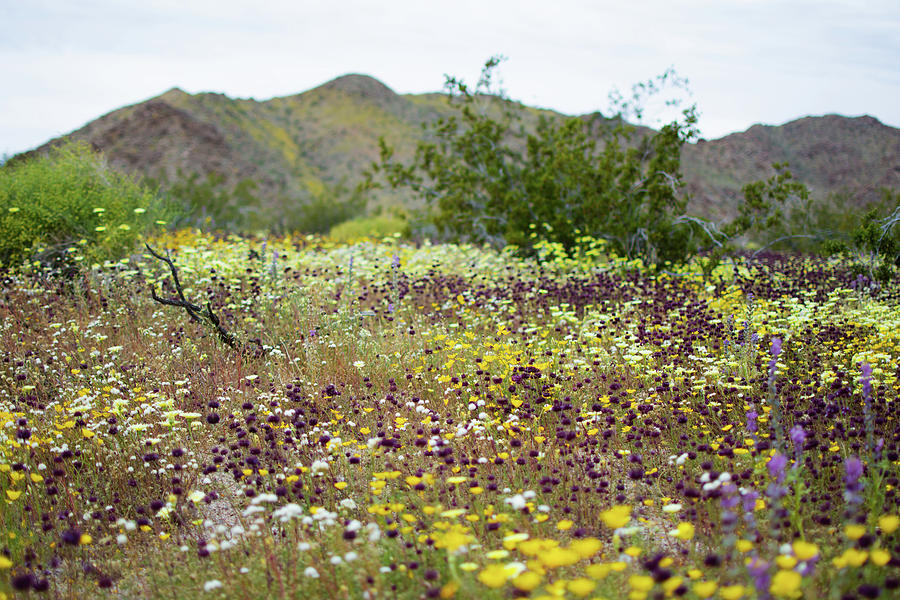 Cottonwood Springs Flowers Photograph by Kyle Hanson