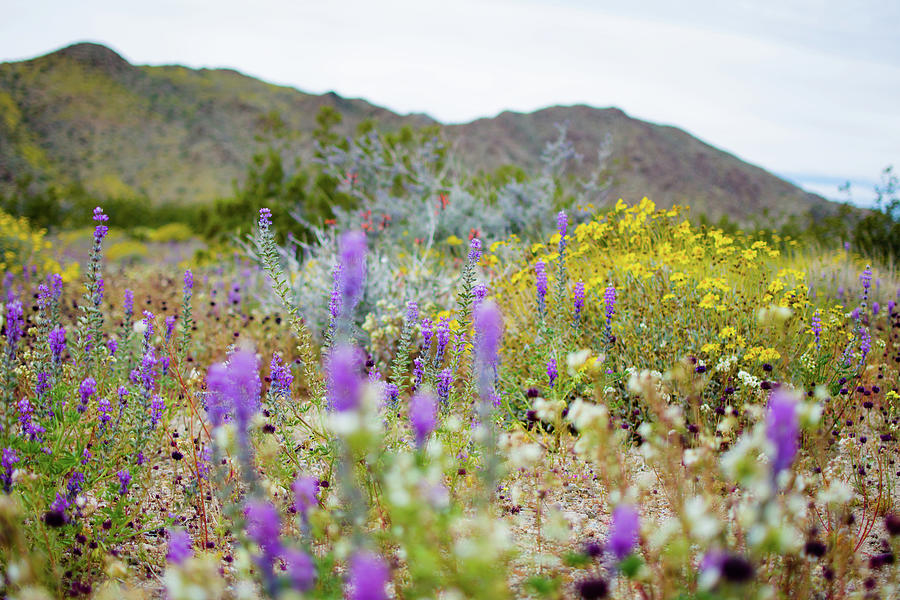 Cottonwood Springs Wildflower Bloom Photograph by Kyle Hanson