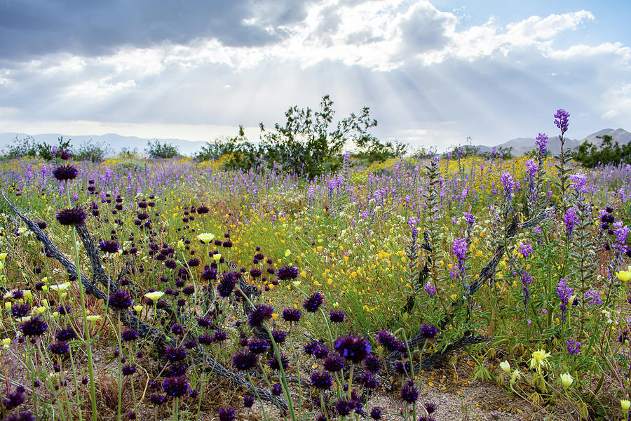 Cottonwood Springs Wildflowers  Photograph by Kyle Hanson