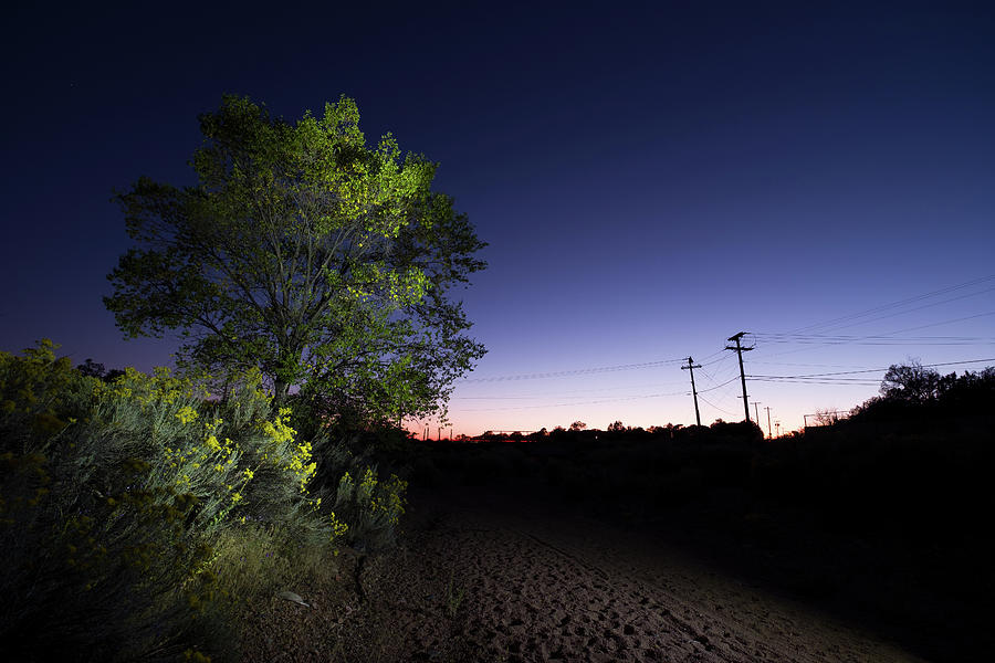 Cottonwood tree at dusk Photograph by David L Moore