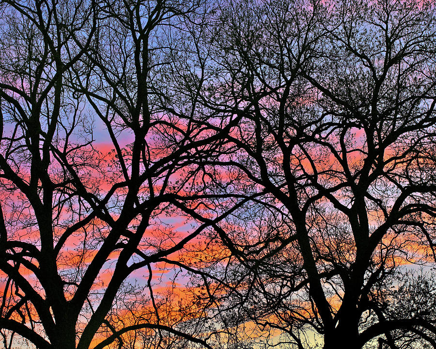 Sunset Photograph - Cottonwood Tree at Sunset by Tim Fitzharris